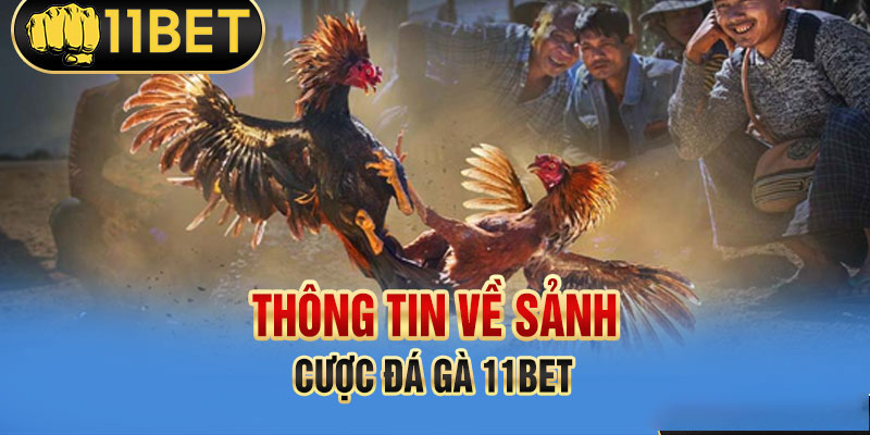 Tại sao kê thủ nên chọn cá cược đá gà 11bet?